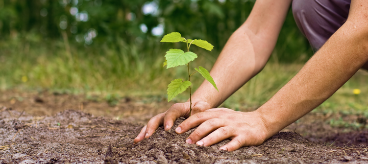 Jazztel LUZ y GAS - En Jazztel LUZ y GAS, también reforestamos